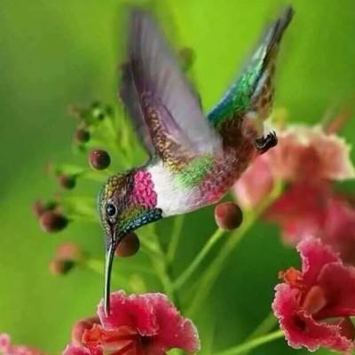 满堂彩下载手机版