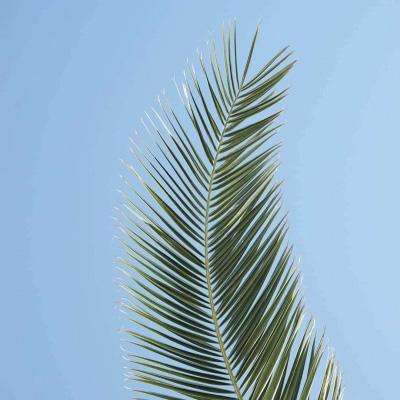 凤凰彩票appapp下载