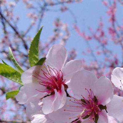 722cc大发彩神手机app下载